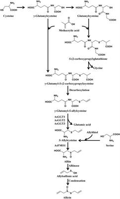 Allicin in Digestive System Cancer: From Biological Effects to Clinical Treatment